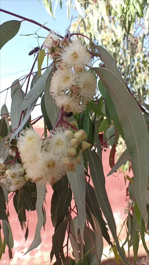 Pure Nature: Bee Pollinating Eucalyptus Bloom Stock Footage 333926023