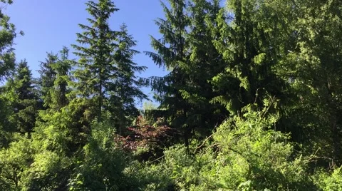 Pure nature Video stock 50745758