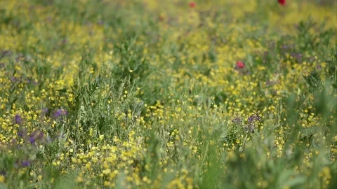 Pure Nature scenes in a green field with flowers, in slow motion Видео 106099786