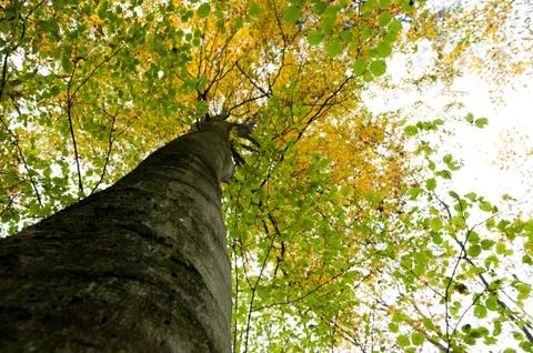 Pure Nature - Stem, Tree Foto stock