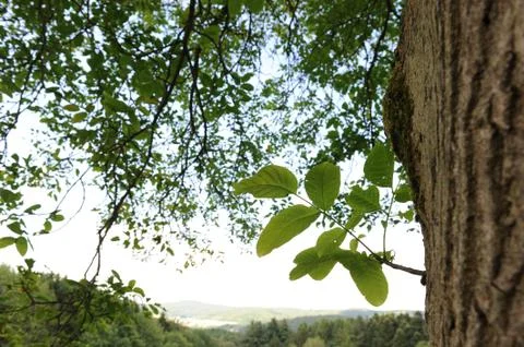 Pure Nature - Tree - Stem Stock Photos
