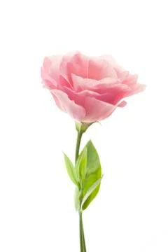 Pure pink eustoma isolated on white background Stock Photos