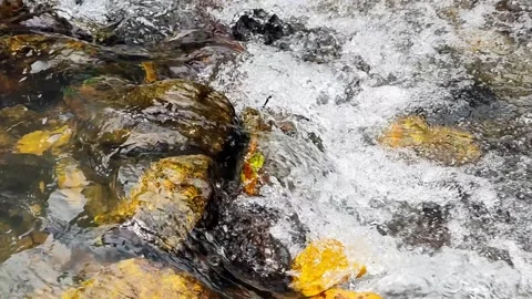 Pure Rainforest Water Stream - ASMR Quality Audio and Visual Stock Footage 327627955