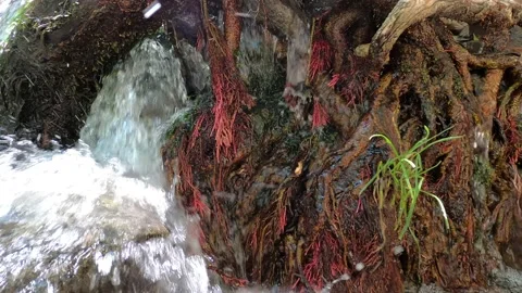 Pure river water flows between rocks and tree roots Stock Footage 158146700