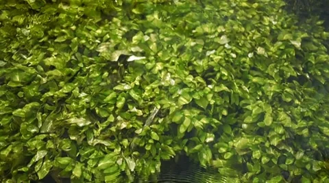 Pure water loop 2 Stock Footage 8569795