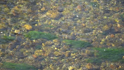 Pure water surface of river with sun beam reflection and seaweeds, tranquility Stock Footage 89579628