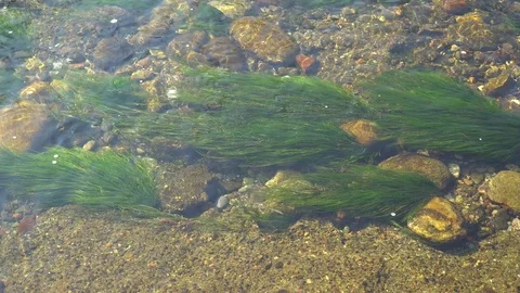 Pure water surface of river with sun beam reflection and seaweeds, tranquility Stock Footage 89579928