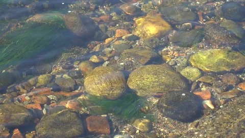 Pure water surface of river with sun beam reflection and seaweeds, tranquility Stock Footage 89580070