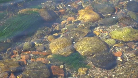 Pure water surface of river with sun beam reflection and seaweeds, tranquility Stock Footage 89580153
