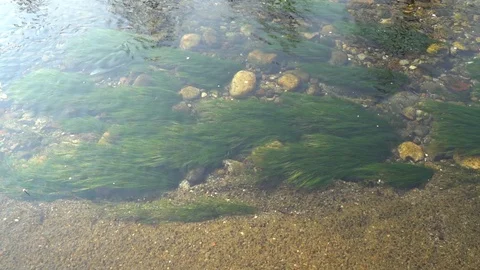 Pure water surface of river with sun beam reflection, tranquility scene good for Stock Footage 89580313