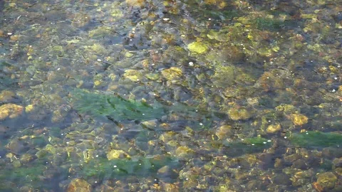 Pure water surface of river with sun beam reflection and seaweeds, tranquility Stock Footage 89580614