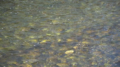 Pure water surface of river with sun beam reflection, tranquility scene good for Stock Footage 89580776