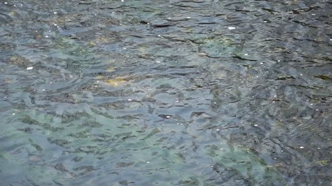 Pure water surface of river with sun beam reflection, tranquility scene good for Stock Footage 89580950