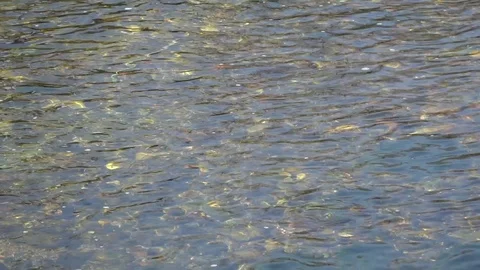 Pure water surface of river with sun beam reflection and seaweeds, tranquility Stock Footage 89580983