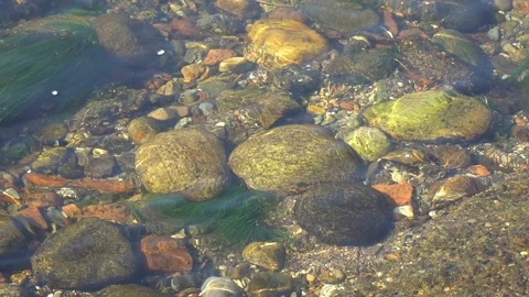 Pure water surface of river with sun beam reflection and seaweeds, tranquility Stock Footage 89659695