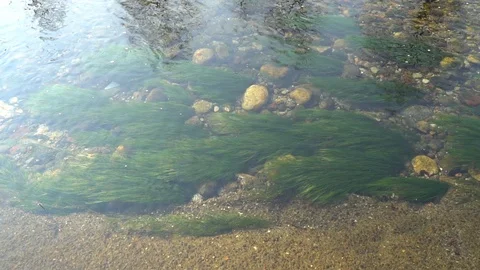 Pure water surface of river with sun beam reflection, tranquility scene good for Stock Footage 89660075