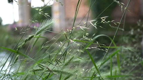 Pure water surface of river with sun beam reflection, tranquility scene good for Stock Footage 91987093
