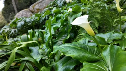 Pure White Calla Lily Elegance Stock Footage 305273727