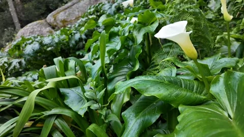 Pure White Calla Lily Elegance Stock Footage 305274020