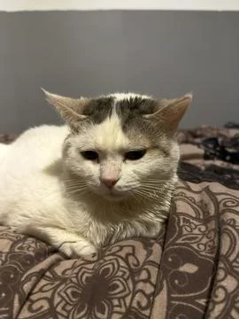 Pure White Cat with a Calm and Curious Expression 写真素材