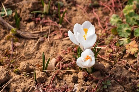 Pure white crocuses blooming in the garden Stock Photos