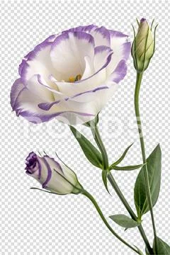 Pure white eustoma flower with delicate purple edges PSD 템플릿