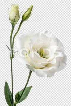 Pure white eustoma flower isolated on transparent background PSD Template