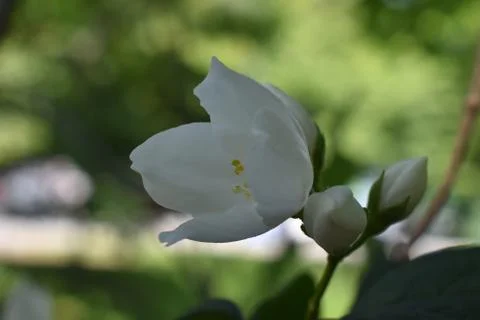 The pure white flower in one summer in Sapporo Japan 写真素材