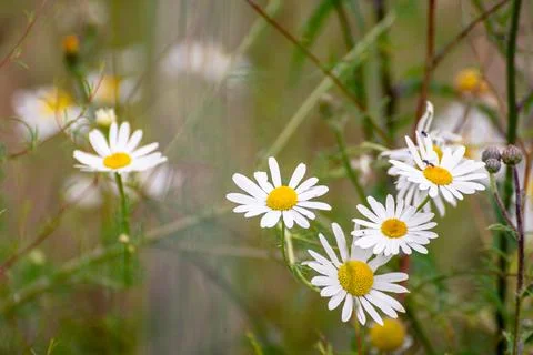 Pure White Marguerite Daisy - blooming flowers with a blurry background Stock Photos