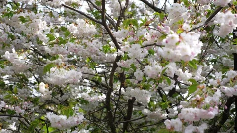 Pure white sakura cherry blossoms in sunny spring day Stock Footage 273686453
