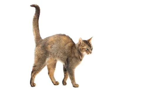 Purebred abyssinian cat Stock Photos