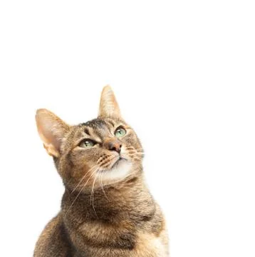 Purebred abyssinian Stock Photos