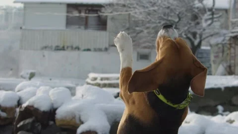 Purebred beagle with close-ups. Dancing on a snowy beach Stock Footage 147743635