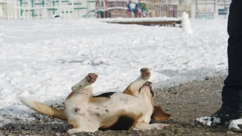 Purebred beagle with close-ups. On a snowy beach. Executes commands Stock Footage 147743639