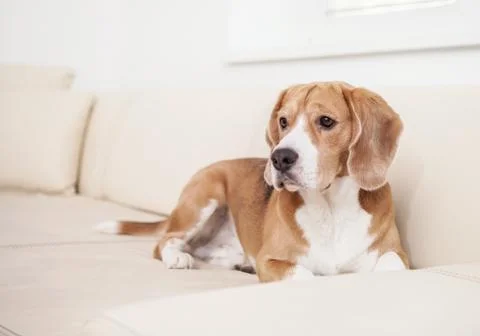 Purebred beagle lying on the sofa Stock Photos