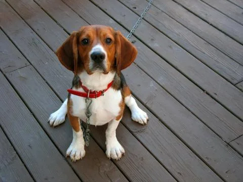 Purebred beagle Stock Photos