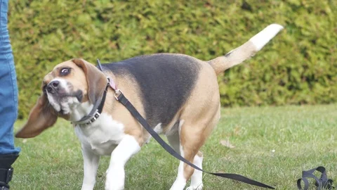 Purebred beagle wagging its head, no CC Stock Footage