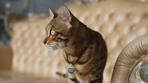 Purebred Bengal Cat Stock Footage 75071198