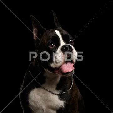 Purebred Boxer Dog Isolated on Black Background Stock Photos
