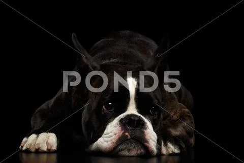 Purebred Boxer Dog Isolated on Black Background Stock Photos