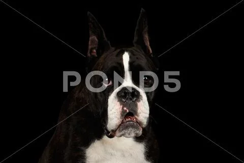Purebred Boxer Dog Isolated on Black Background Stock Photos