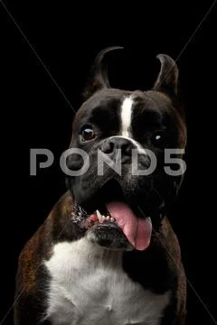 Purebred Boxer Dog Isolated on Black Background Stock Photos