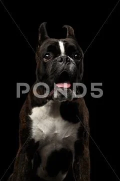 Purebred Boxer Dog Isolated on Black Background Stock Photos