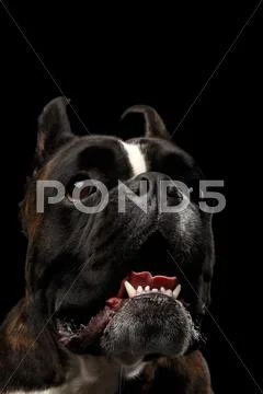 Purebred Boxer Dog Isolated on Black Background Stock Photos