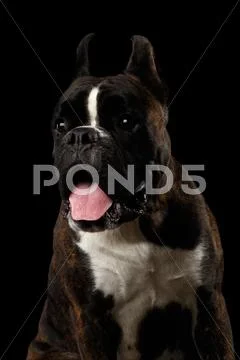 Purebred Boxer Dog Isolated on Black Background Stock Photos