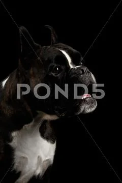 Purebred Boxer Dog Isolated on Black Background Stock Photos