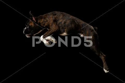 Purebred Boxer Dog Isolated on Black Background Stock Photos