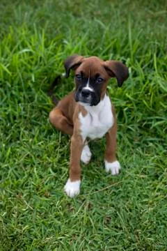 Purebred Boxer Dog Puppy Stock Photos