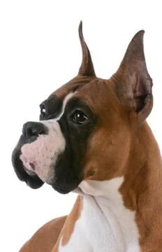 Purebred boxer Stock Photos