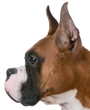 Purebred boxer Foto stock